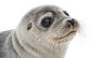 A tiny seal walking around